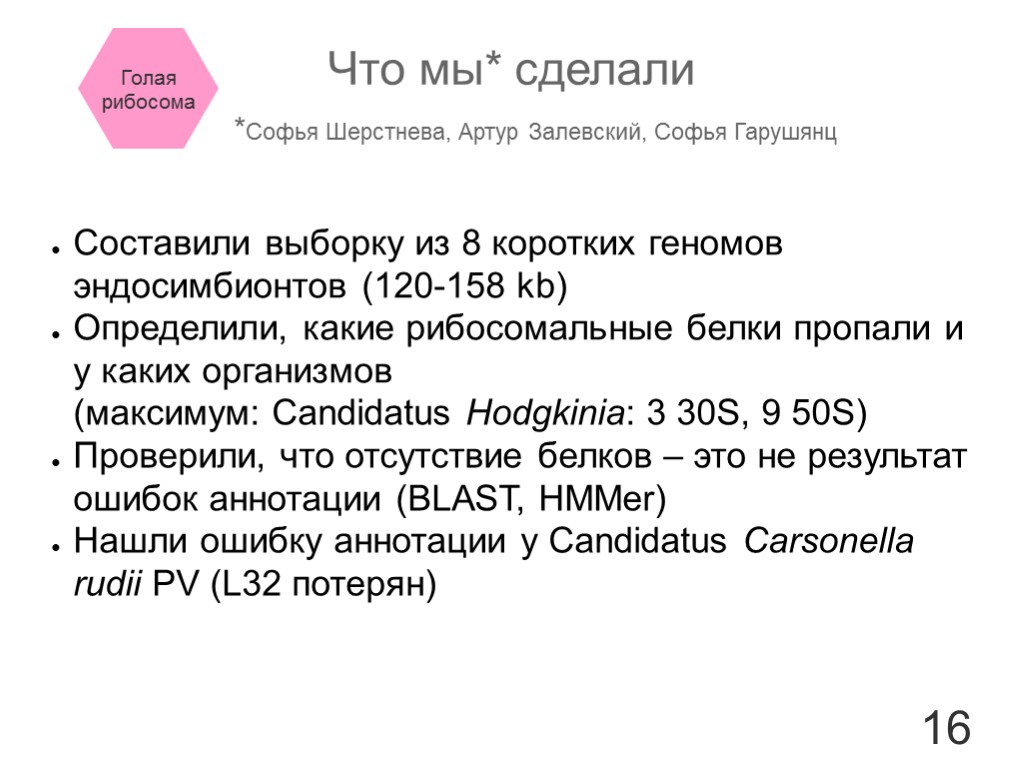 16 Составили выборку из 8 коротких геномов эндосимбионтов (120-158 kb) Определили, какие рибосомальные белки